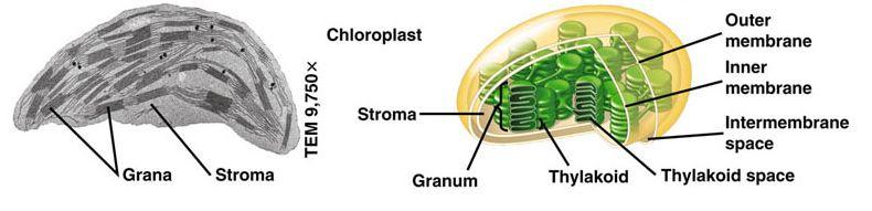 Photosynthesis occurs in chloroplasts In plants, photosynthesis occurs primarily in the leaves Leaves contain specialized cells that facilitate and carry out photosynthesis The mesophyll cells