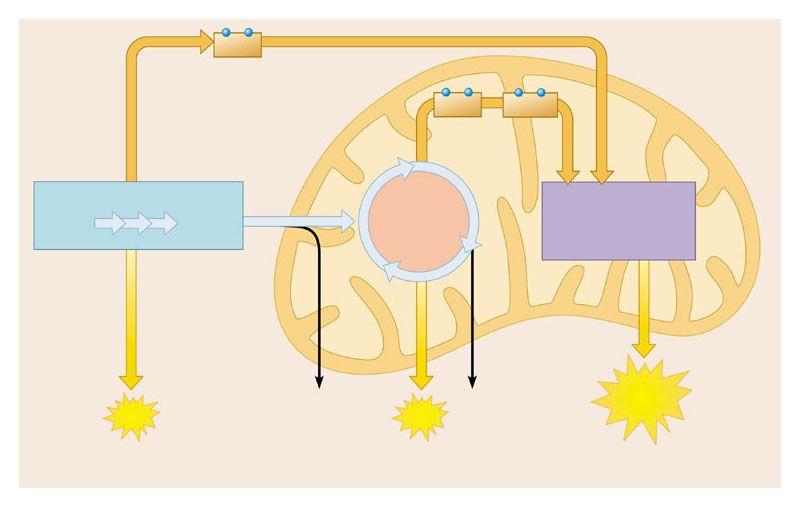 Photosynthesis is a process similar to cellular respiration In cellular respiration; glucose is oxidized and O 2 is reduced glucose Photosynthesis is a process similar to cellular respiration In