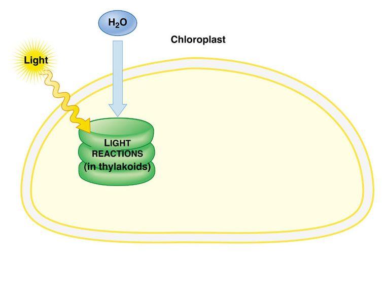 Photosynthesis: The light reactions and the Calvin cycle Photosynthesis: The light reactions