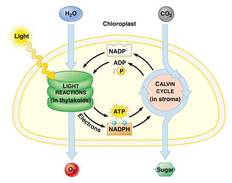 Photosynthesis: The light reactions and the Calvin cycle The light reactions convert