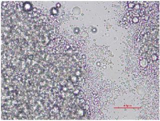 emulsion droplets and b) after redispersion at ph 10, scale bars represent 10 µm.