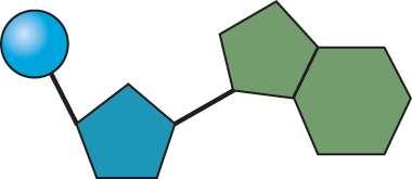 A phosphate group nitrogen-containing molecule, called a base deoxyribose (sugar) Nucleic acids are polymers of