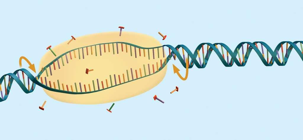 RNA builds proteins. RNA Bonds break and form during chemical reactions.