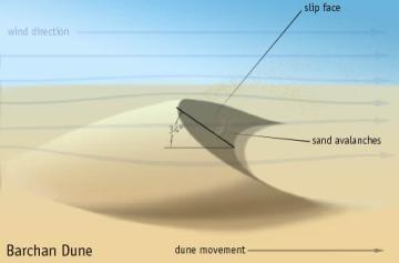 b) Transverse dunes are a series of long ridges that are parallel to one another, and are