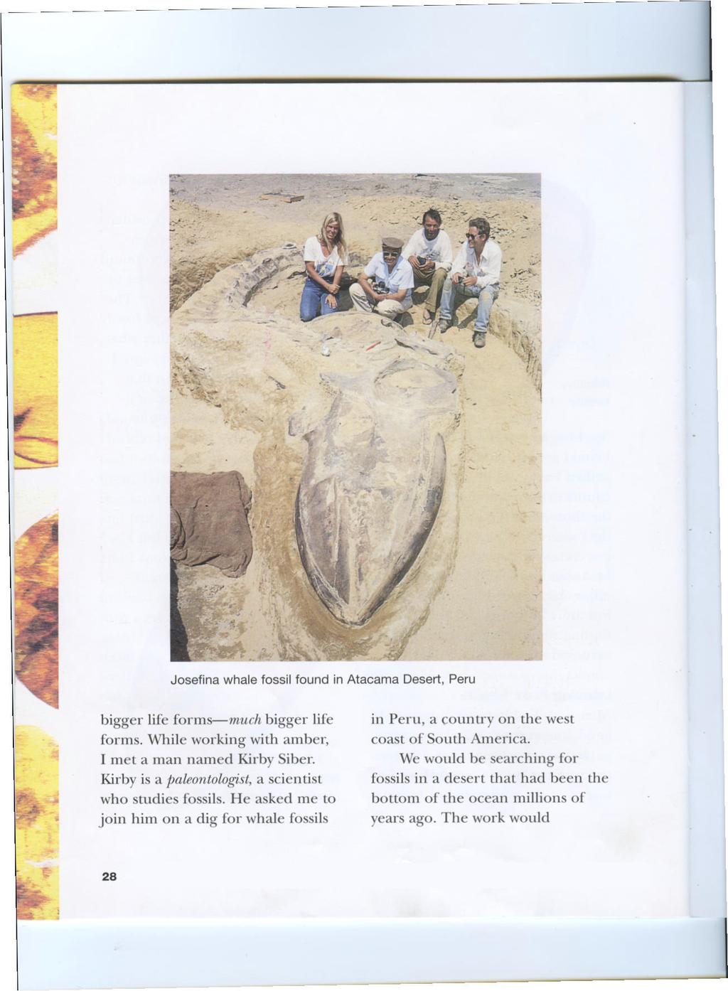Josefina whale fossil found in Atacama Desert, Peru bigger life forms much bigger life forms. While working with amber, I met a man named Kirby Siber.