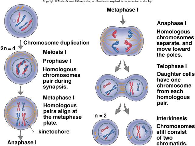 chromosome from each homologous pair.