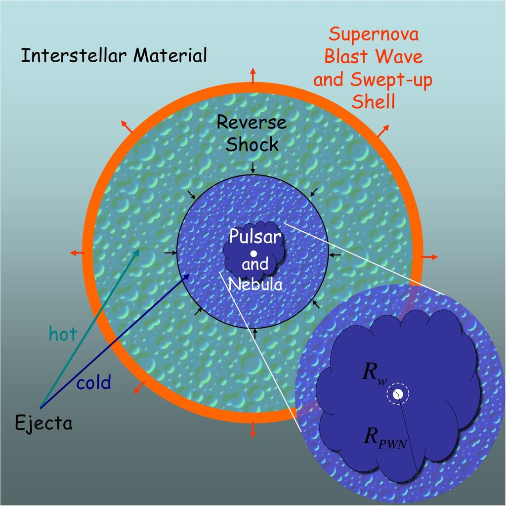 ISM Pulsar Wind! - sweeps up ejecta; shock decelerates! flow, accelerates particles; PWN forms! Supernova Remnant!