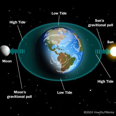 Tides and gravity Caused by the Moon Moon s gravity pulls the