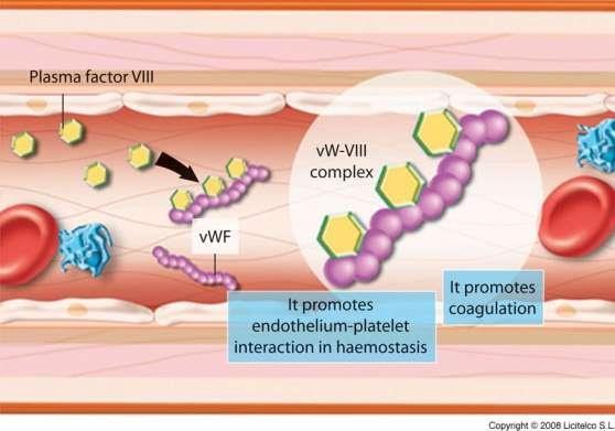 Von Willebrandova bolezen tip 3 Odsotnost von Willebrandovega faktorja (VWF) in znižana aktivnost FVIII