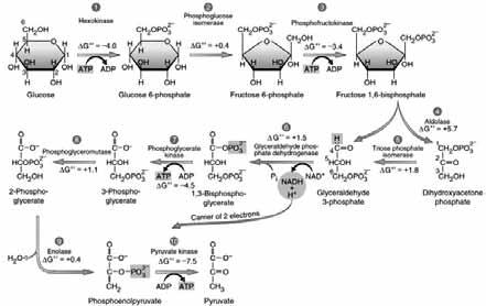 Biological organisation Jeong et al., 2000 The large-scale organisation of metabolic networks.