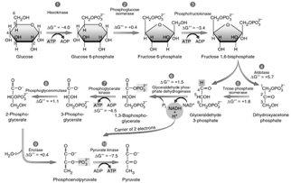Systematically examined the metabolic pathways in 43 organisms!