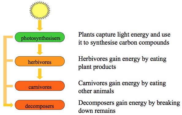 Metabolism Energy Living things require energy to grow and reproduce Most energy used originates from the sun Plants capture 2% of solar energy Some captured energy is lost as metabolic heat All