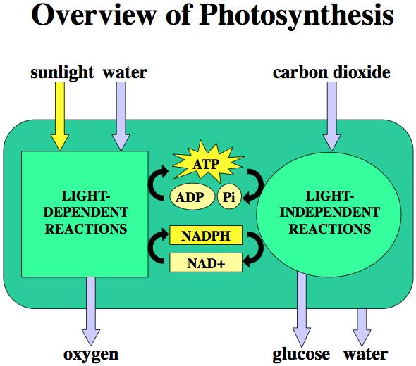 Photosynthesis occurs from light energy absorbed in the thylakoid membranes of chloroplasts Raw materials (CO2 and H2O) come from leaf veins and stomates The light dependent reactions Photosynthesis