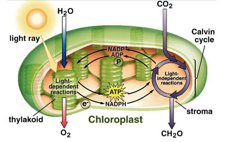 space by electron transport Gradient in hydrogen ion conc allows ATP synthase to make ATP PSI PSI captures light energy It passes 2 e- on to NADP+ which accepts a hydrogen ion to become NADPH ATP and