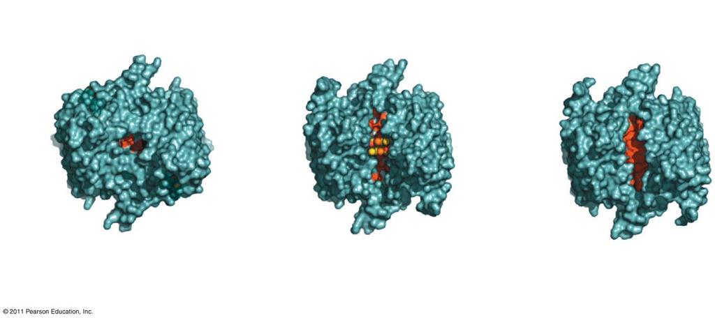 Allosteric Activation Cooperativity Cooperativity is a form of allosteric regulation that can amplify enzyme activity One substrate molecule primes an enzyme to act on additional substrate molecules