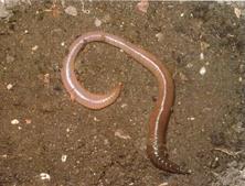 Nematoda (roundworms)