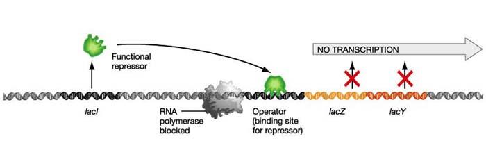 Lac operon Inducible operons are normally off When lactose is present, can no longer bind.