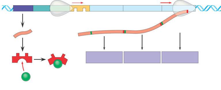 Permease Transacetylase binds to RNA polymerase