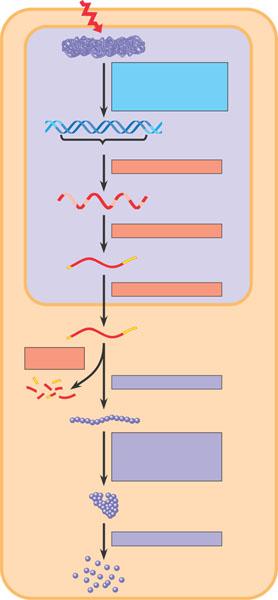 Signal NUCLEUS Chromatin Packing Cap Chromatin modification: Gene Transcription RNA