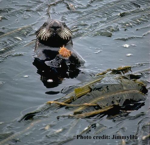 1. Mutualism Both organisms benefit from the relationship Example: Otters and Kelp The otters help the kelp