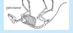 Phylogenies Nature 413, 277-281 (2001) Skeletons of