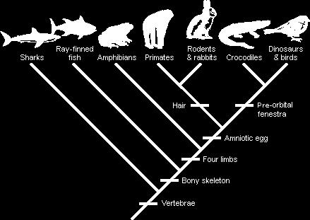 can be used to construct a cladogram, a diagram that