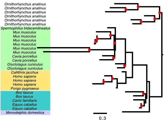Joint estimation of gene duplication, loss, and species trees using PHYLDOG Figure 2A from Boussau et al.