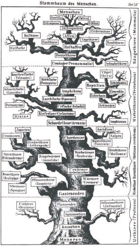 Human family tree from Haeckel, 1874 Fig. 20, p. 171, in Gould, S. J. 1977. Ontogeny and phylogeny. Harvard University Press, Cambridge, MA Are desert green algae adapted to high light intensities?