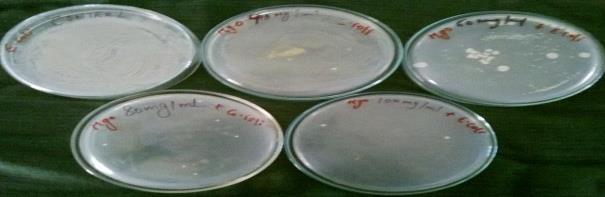 nutrient agar plates and incubated at 37oC for 24 and its effect on bacterial growth is shown in h. MIC Results of MgO nanoparticle against E.