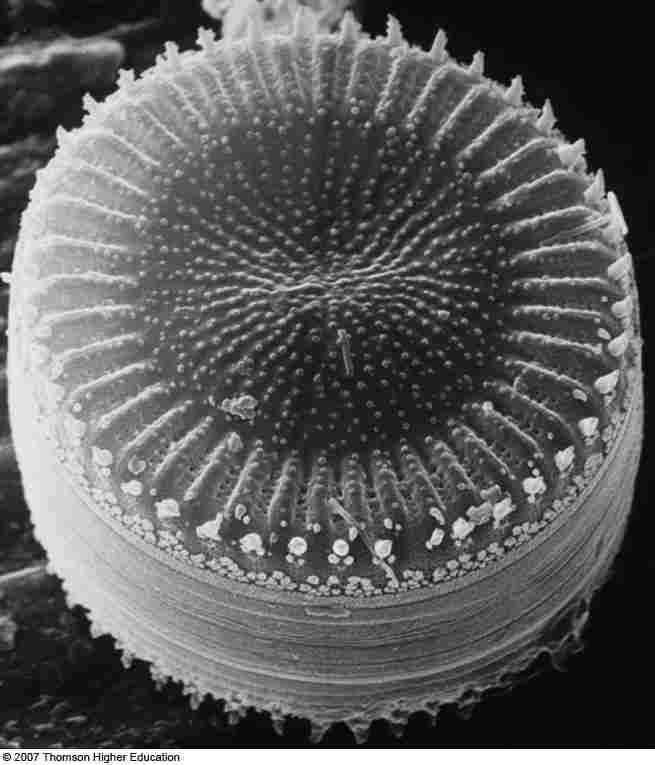 Figure 27-16 A photomicrograph of a diatom.