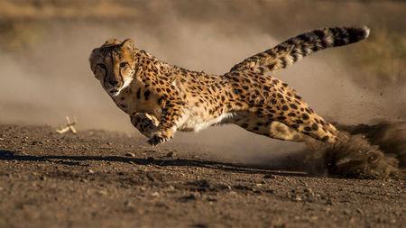 Problems On average, a cheetah can reach speeds of up to 95 km/hr.