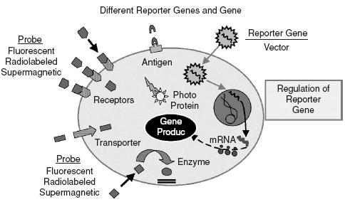 Tracers for gene therapies Modify genome of a given cell population for study or curative reasons A gene coexpresses curative protein/enzyme and a secondary agent (enzyme, receptor, protein) The