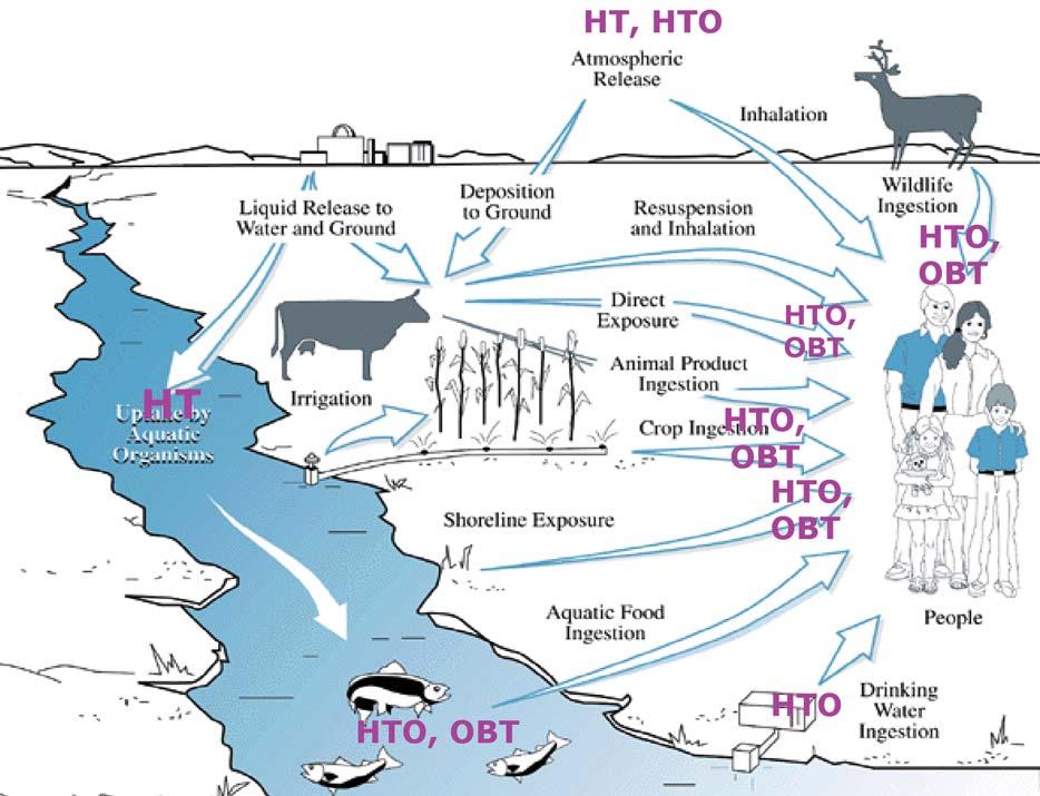 Figure 1 A Typical Environmental Pathway Diagram Courtesy of Pacific Northwest National Laboratory, United States Department of Energy, Hanford Site. 3.4.