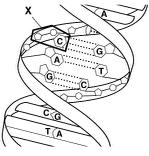 ! 28. Gametes are produced by the process of a. mitosis. c. crossing-over. b. meiosis. d. replication. Figure 12 1 29. Figure 12 1 shows the structure of a(an) a. DNA molecule. c. RNA molecule. b. amino acid.
