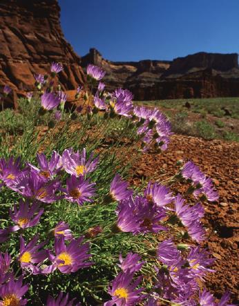 Wildflowers can bloom in all sorts of places, including the desert. Plants need many things to survive, including water and sunlight.