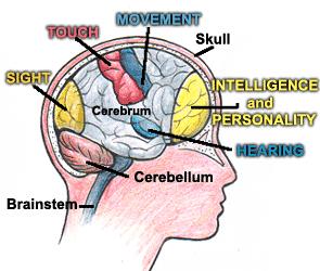 Cephalization Concentration of sensory and brain structures in the anterior (head) end of the animal Nervous tissue is found only
