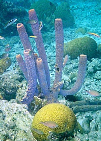 Porifera Sponges
