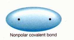 Bonds between Atoms Covalent Bond (shared electrons) to make complete