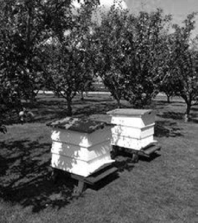 Question 3 (39) (a) The photograph is of beehives in the middle of an apple orchard. Apple trees help bees and bees help apple trees.