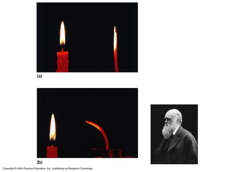 Charles Darwin s experiment with stems detecting light. Charles Darwin published his results on a number of different scientific studies in addition to his works on evolution.