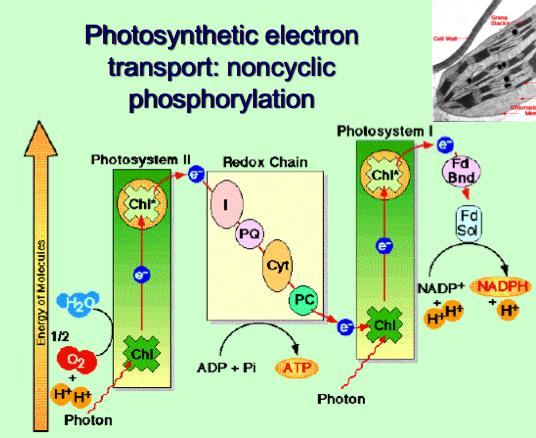 Chlorophyll in the PS2 is struck by a photon and reduced as an electron is passed from the breakdown of water into 2H + and an O 2 molecule.