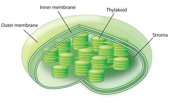 Chloroplasts: Sites of Photosynthesis Chloroplasts are the site of photosynthesis found mostly