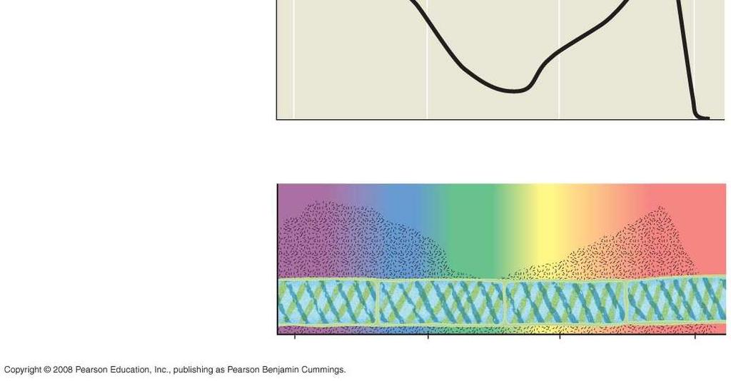 Wavelength of light (nm) (b) Action spectrum Aerobic