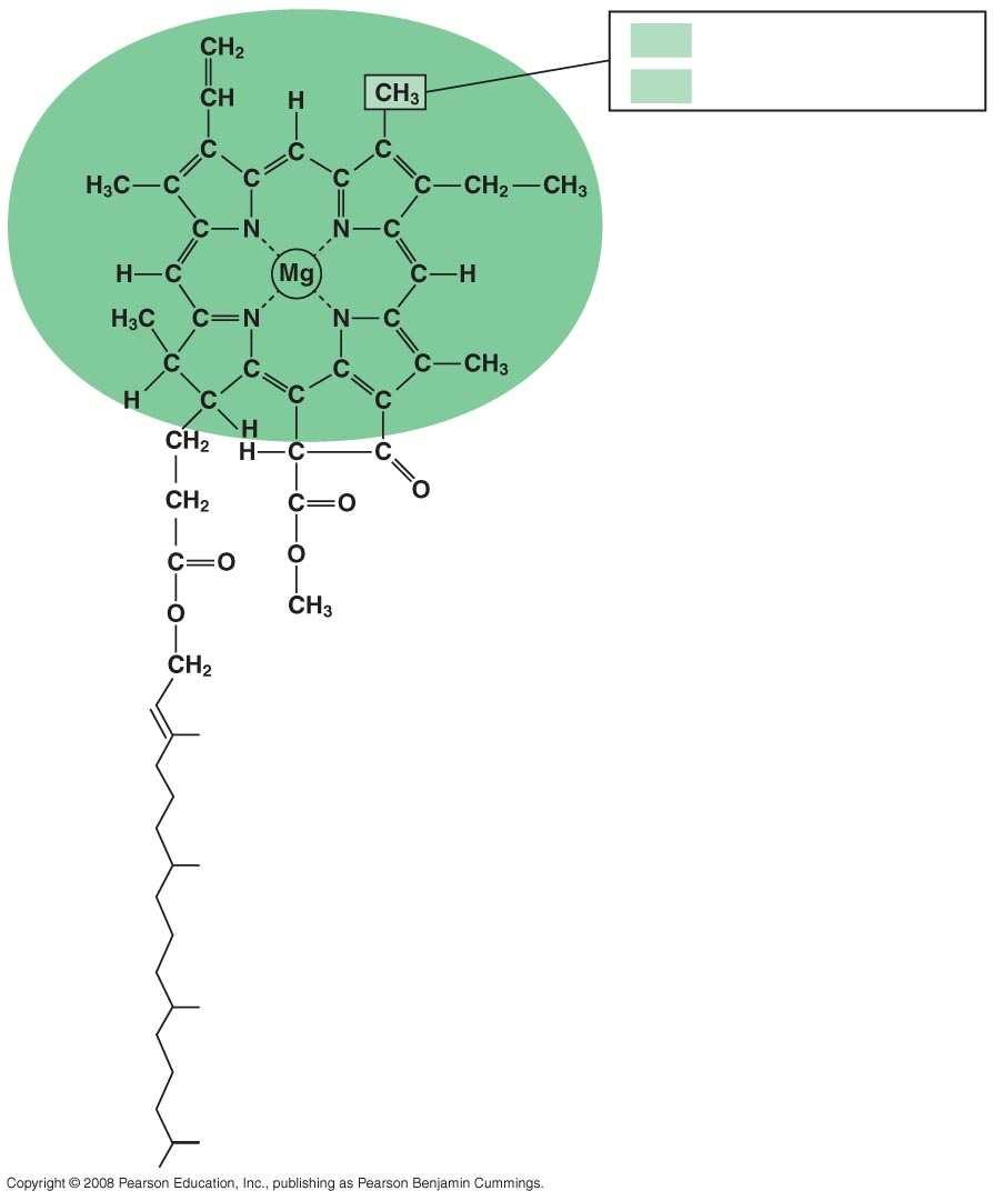Fig. 10-10 CH 3 CHO in chlorophyll a in chlorophyll b Porphyrin ring: light-absorbing head of molecule; note magnesium atom at