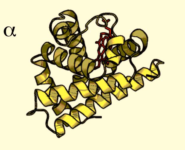Quaternary Structure Assembly of monomers/subunits into protein complex