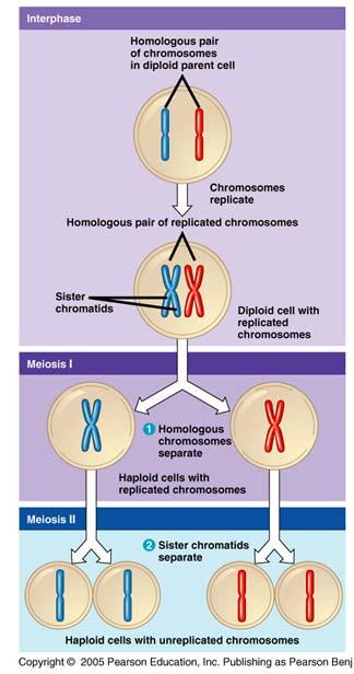 Need for cell division process to produce haploid cells for reproduction Meiosis Cell division with single replication of the genetic material followed by two consecutive cytoplasmic divisions