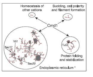 9 For example, in Figure 7, the date hub calmodulin (Cmd1) connects four different biological modules: 'homeostasis of cations', 'protein folding and stabilization', 'budding, cell polarity and