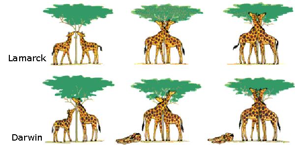 Lamarck = Acquired Traits (wrong) Giraffes needed longer necks so they grew