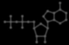 ADP Molecule or Adenosine Di-Phosphate: Cells recycle the ADP to make new ATP to store more energy for future use.