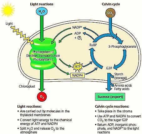 The How: A Look inside Photosynthesis There are two separate reactions that occur inside the process of Photosynthesis: Light (Dependent)